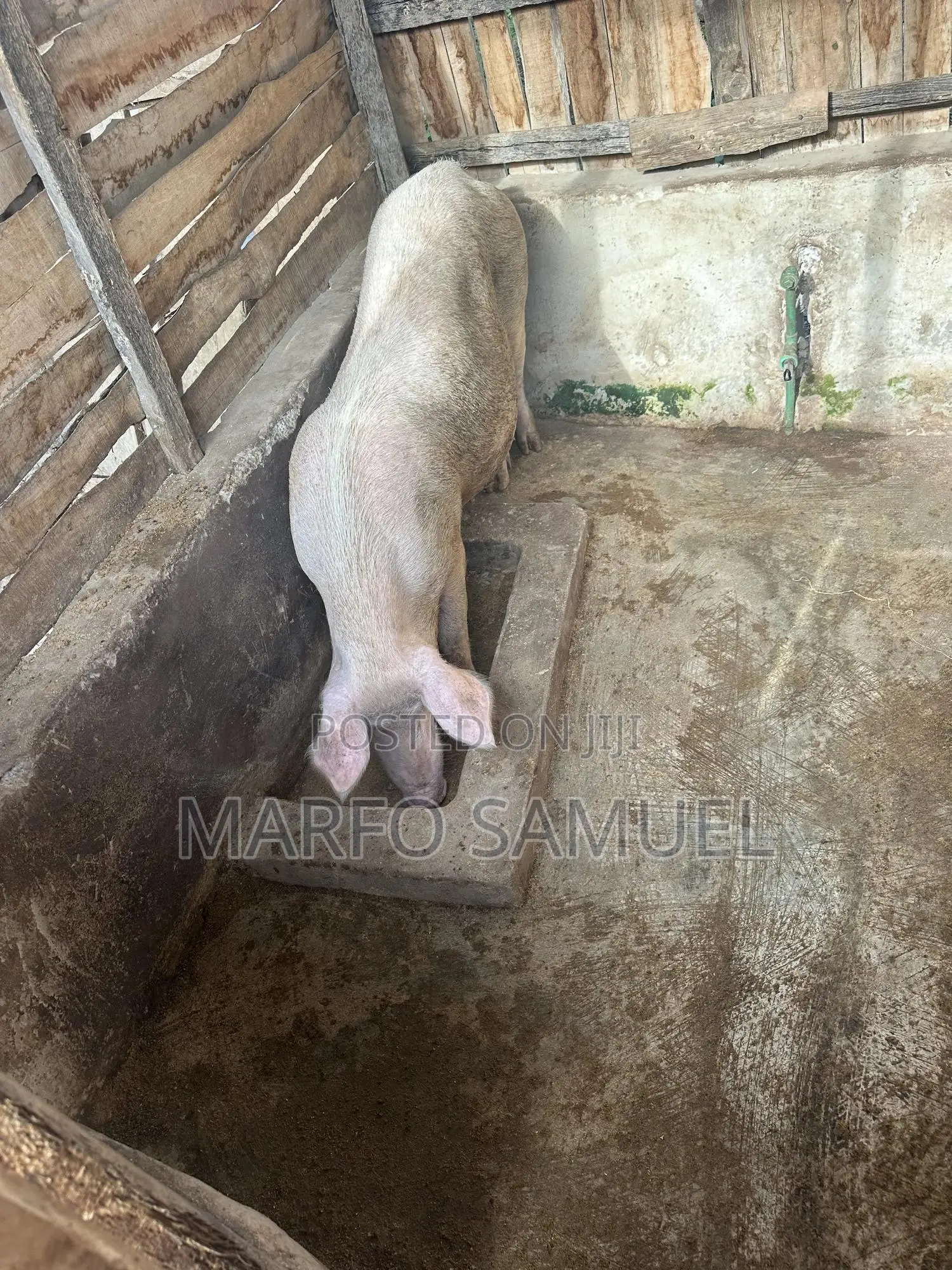 Pigs for Sale Please Contact Us