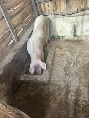 Pigs for Sale Please Contact Us