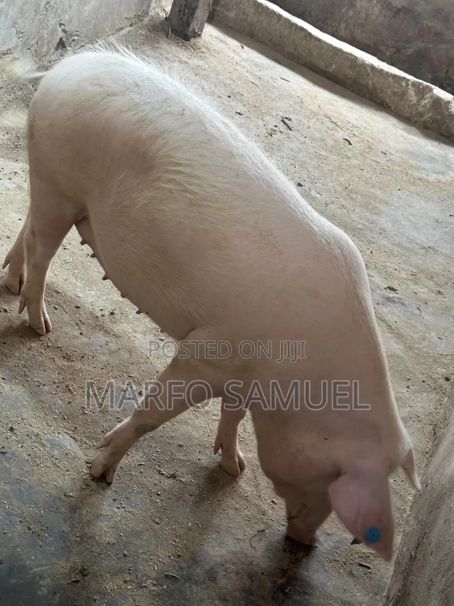 Pigs for Sale Please Contact Us