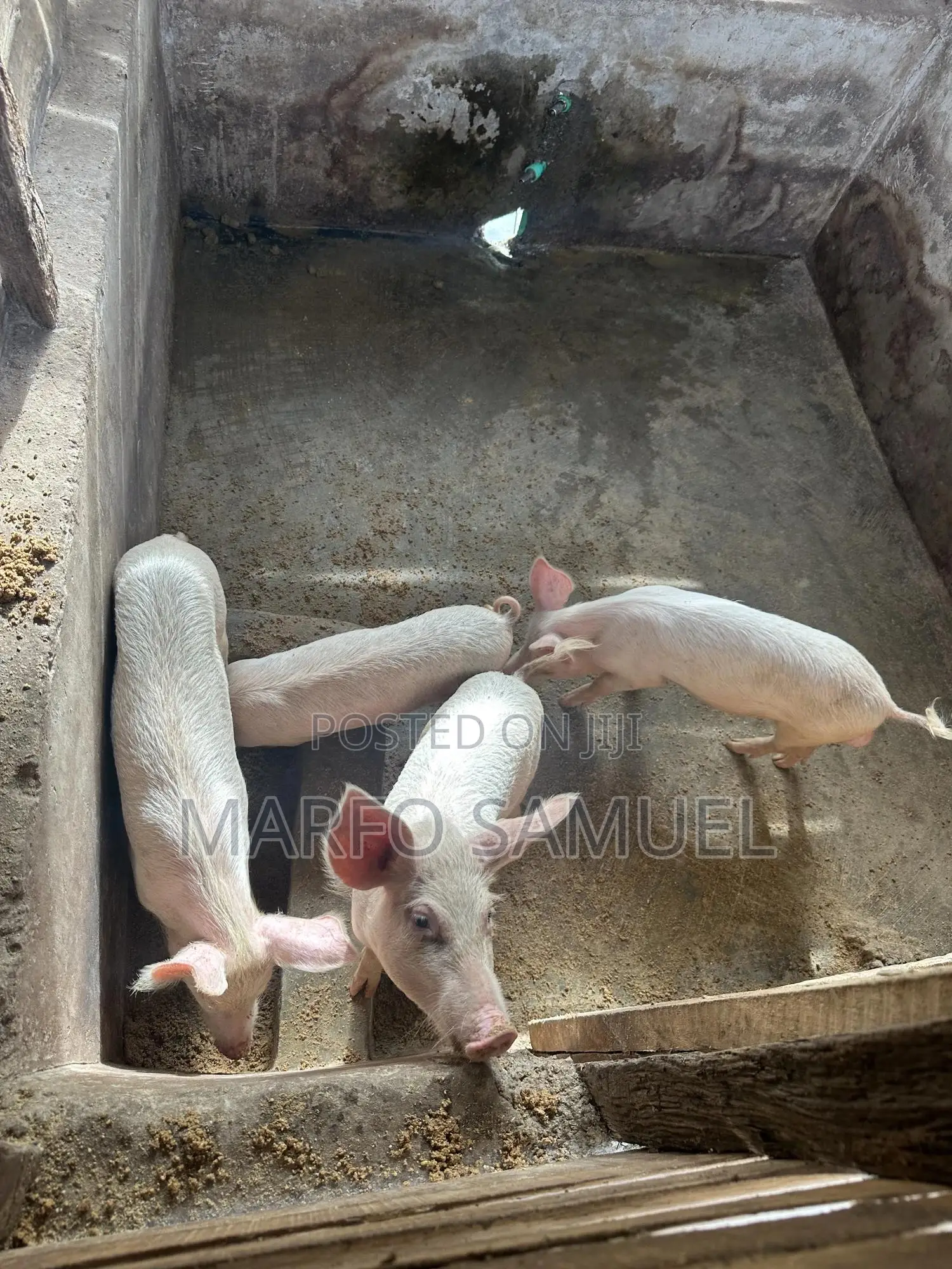 Pigs for Sale Please Contact Us