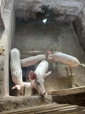 Pigs for Sale Please Contact Us