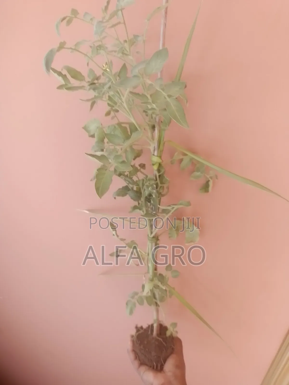 Tomatoes Plant