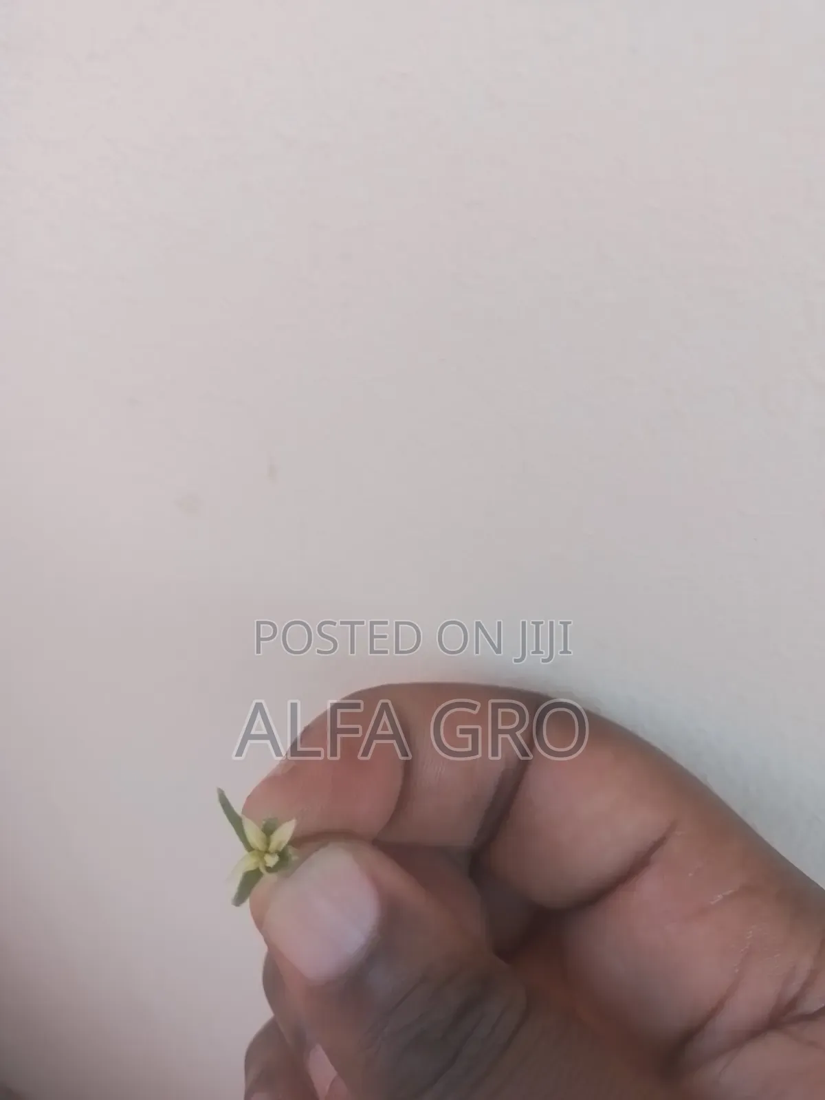 Tomatoes Plant