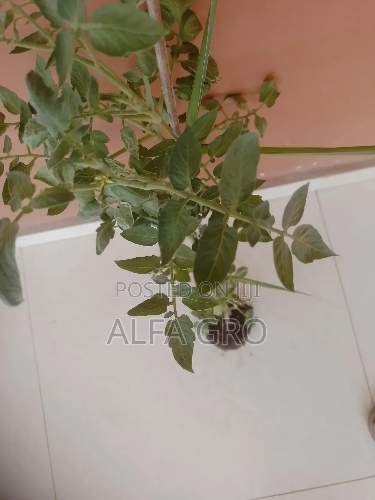Tomatoes Plant