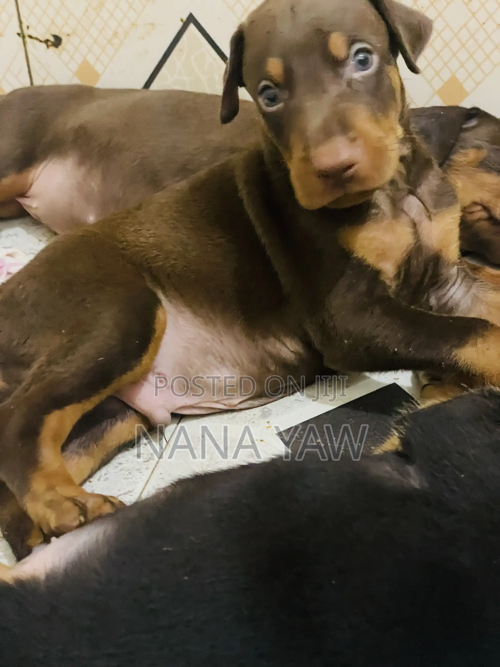 1-3 months Female Purebred Doberman Pinscher