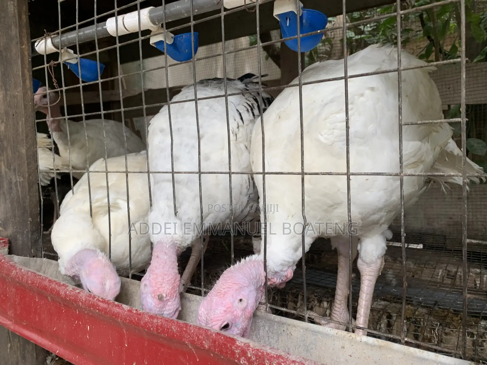 Male Giant Turkeys Black White