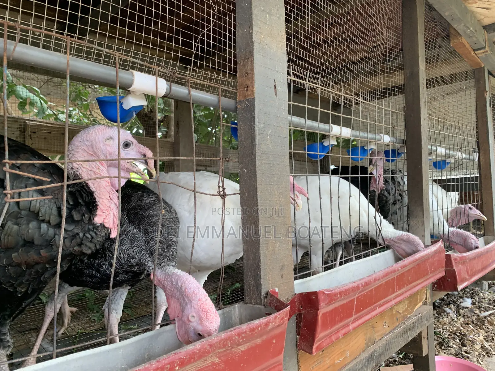 Male Giant Turkeys Black White