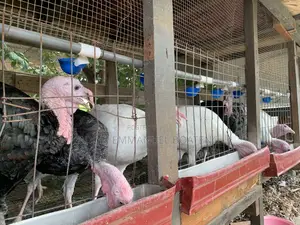 Male Giant Turkeys Black White