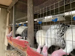 Male Giant Turkeys Black White