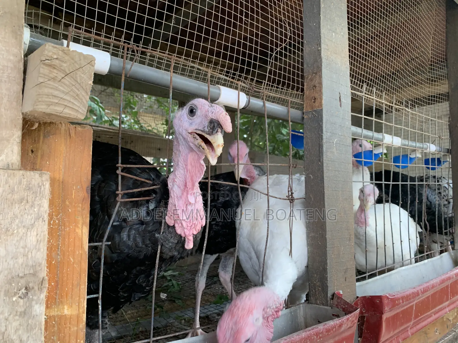 Male Giant Turkeys Black White