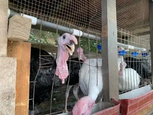 Male Giant Turkeys Black White