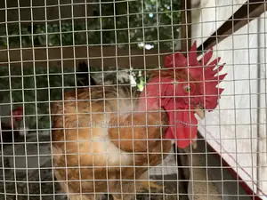Giant Naked-Neck Chicken for Sale
