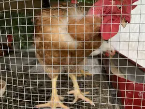 Giant Naked-Neck Chicken for Sale