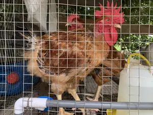 Giant Naked-Neck Chicken for Sale