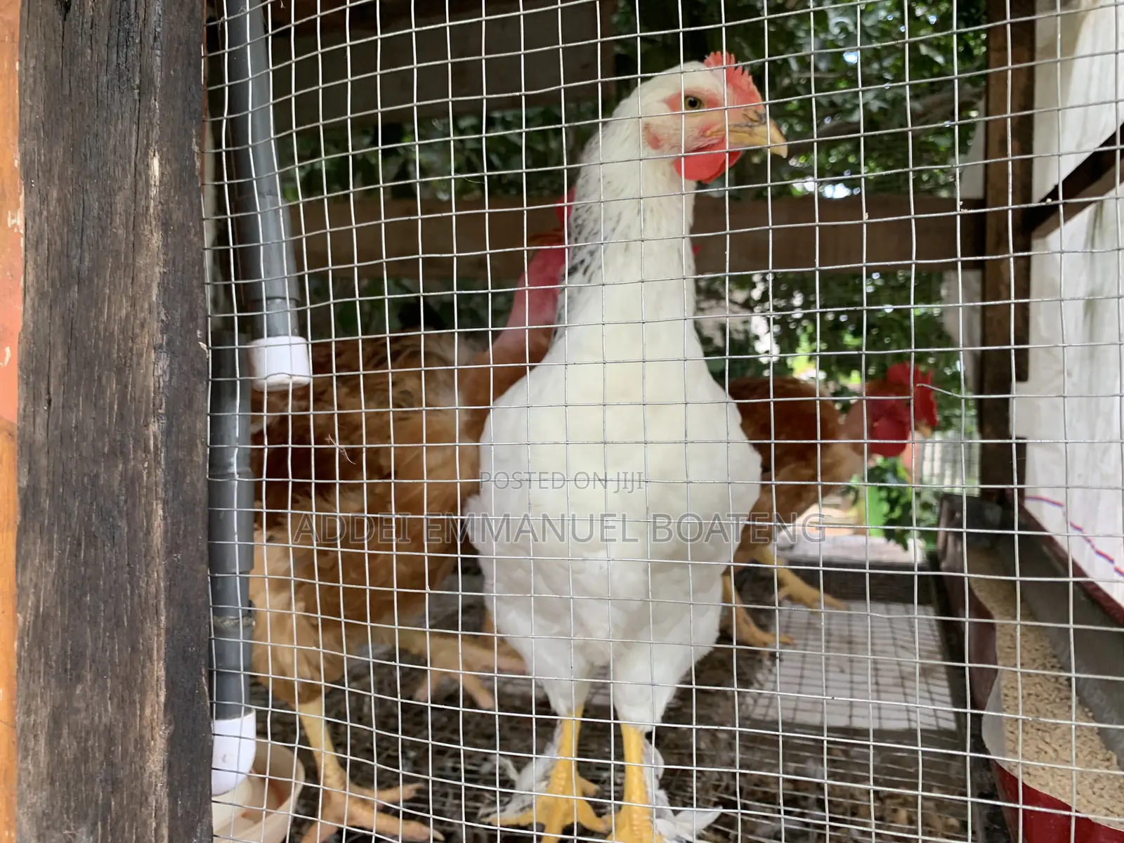 Giant Naked-Neck Chicken for Sale