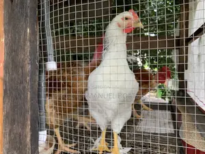 Giant Naked-Neck Chicken for Sale