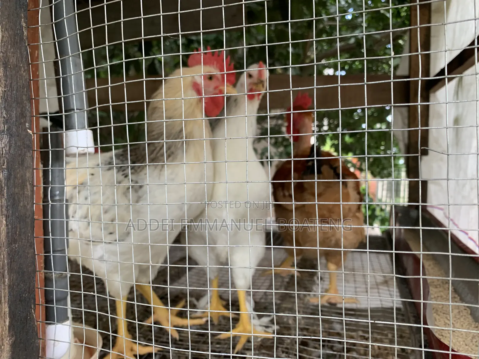 Giant Naked-Neck Chicken for Sale