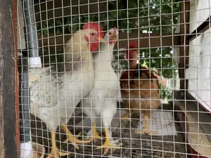 Giant Naked-Neck Chicken for Sale