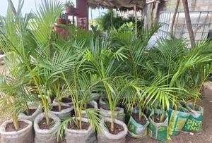 Cane Palm for Sale