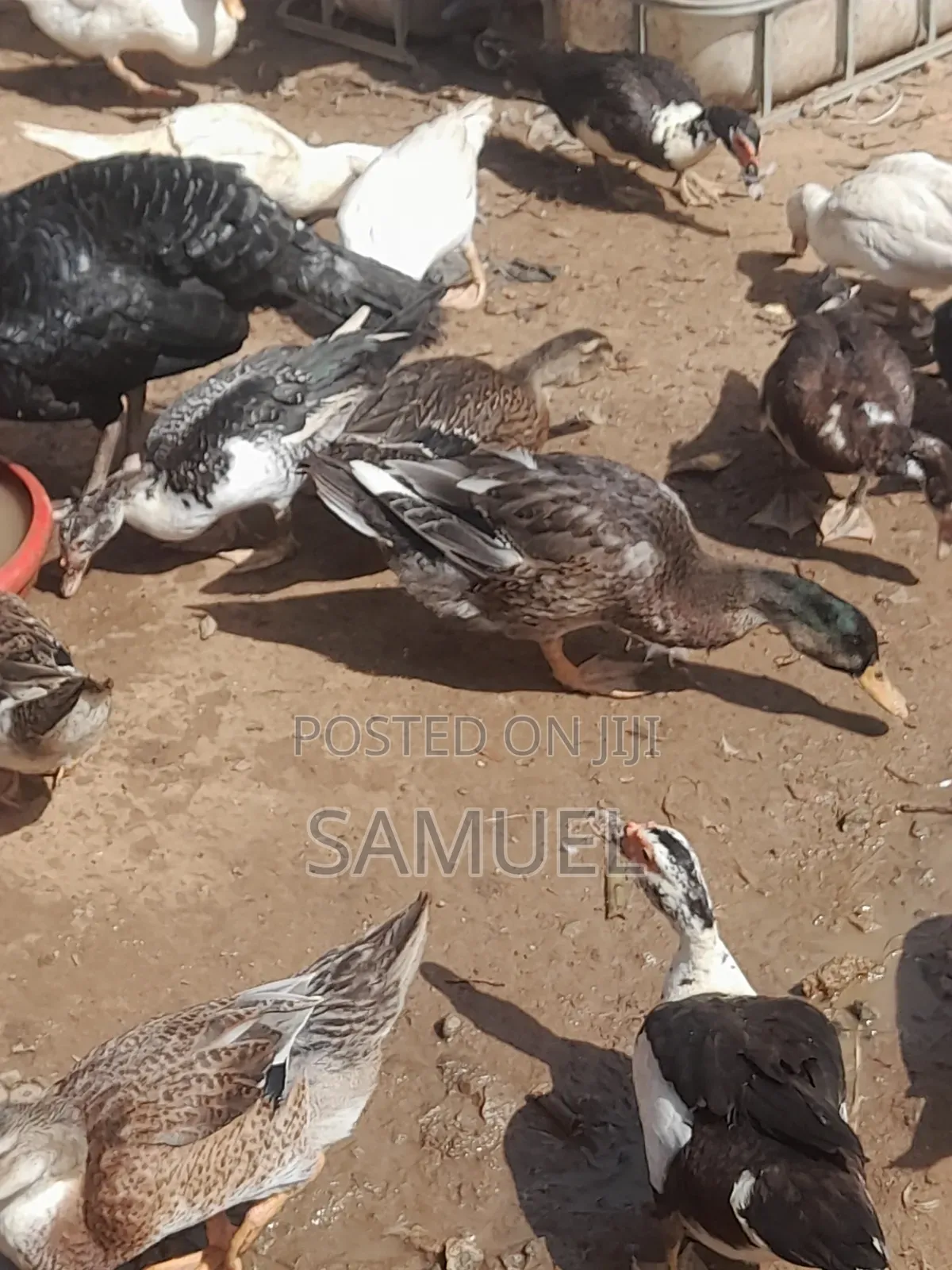 Ducks Male and Female 4 Sale