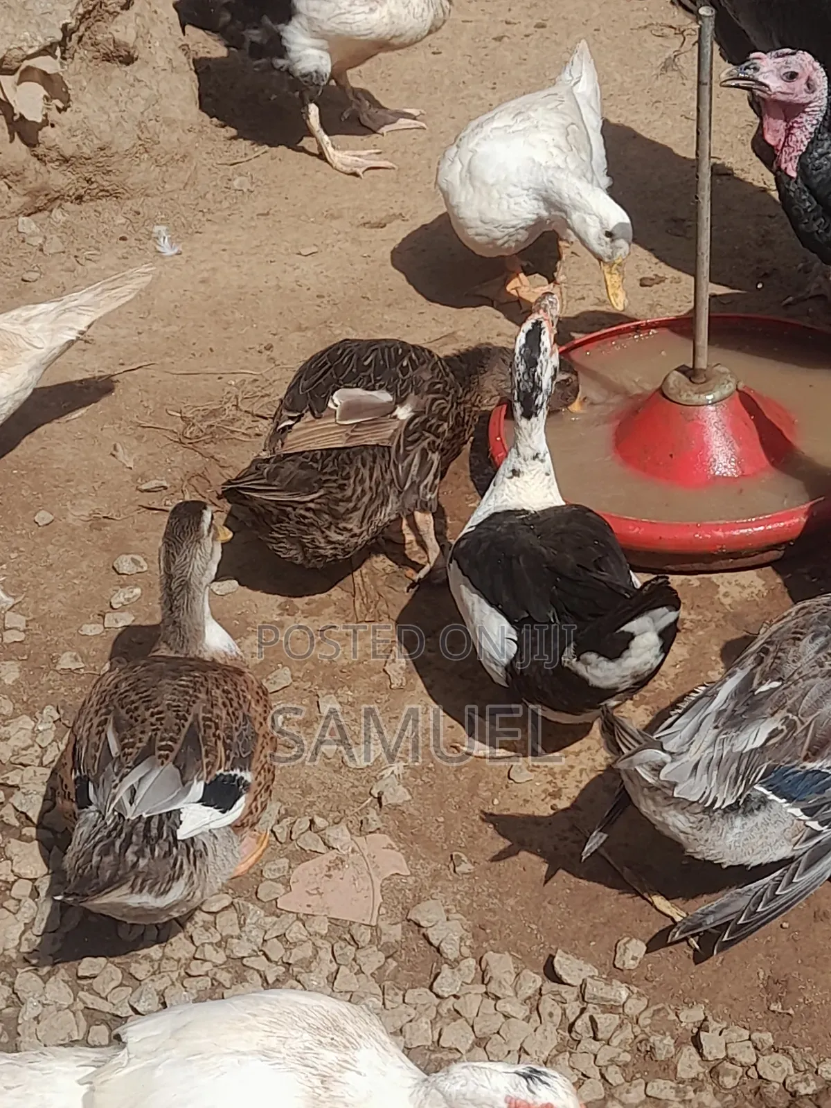 Ducks Male and Female 4 Sale