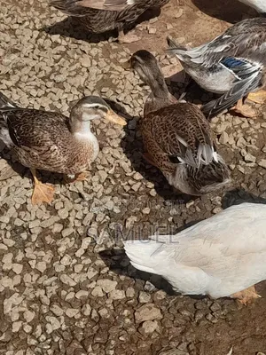 Ducks Male and Female 4 Sale