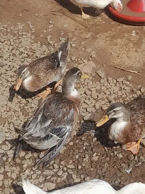 Ducks Male and Female 4 Sale