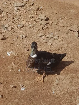 Ducks Male and Female 4 Sale