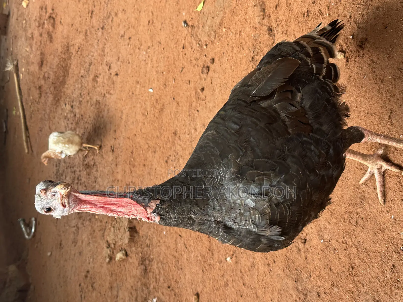 Mature Pekins
