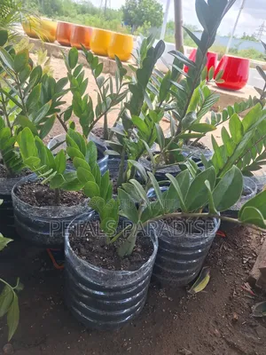 Zz Plant for Sale