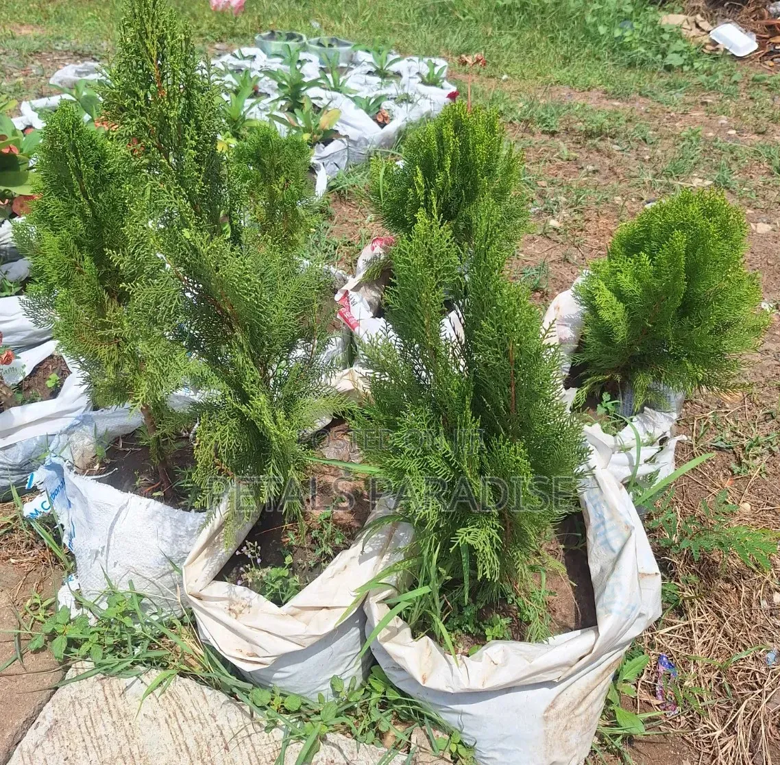 Thuja for Sale
