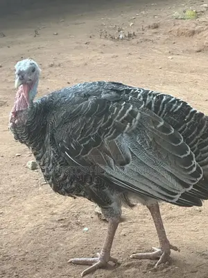Mature Pekins