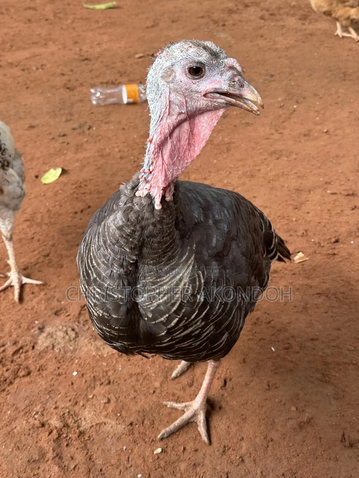 Mature Pekins