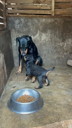 1-3 months Male Purebred Doberman Pinscher