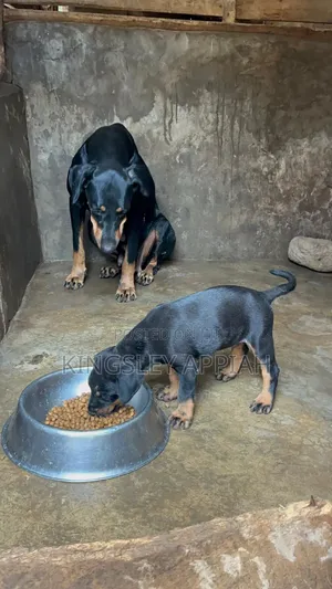 1-3 months Male Purebred Doberman Pinscher