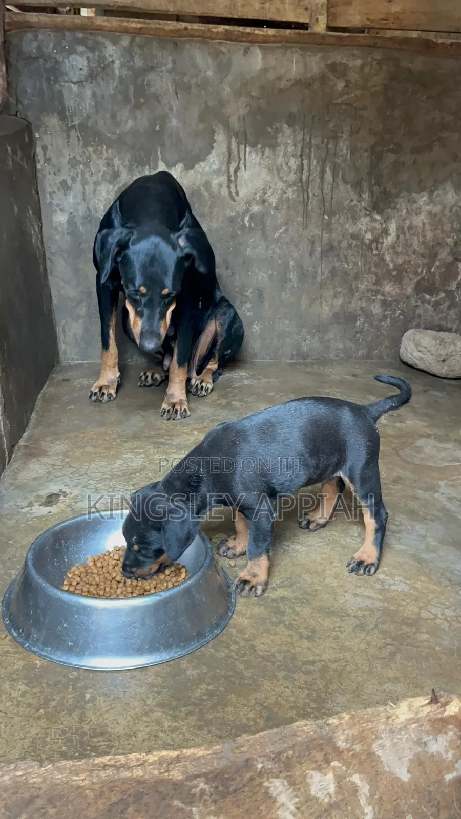 1-3 months Male Purebred Doberman Pinscher
