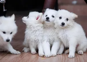 1-3 months Male Purebred American Eskimo