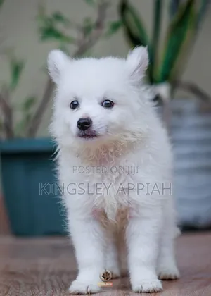 1-3 months Male Purebred American Eskimo