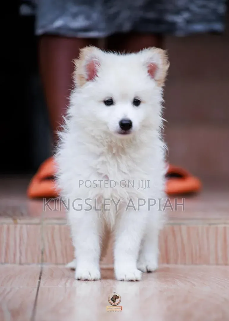 1-3 months Male Purebred American Eskimo
