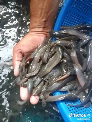 Catfish Juvenile, Post Juveniles, Jumbo,Post (Clarias Breed)