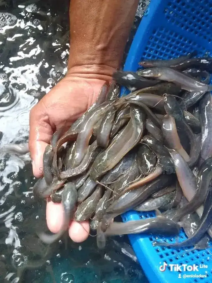 Catfish Juvenile, Post Juveniles, Jumbo,Post (Clarias Breed)
