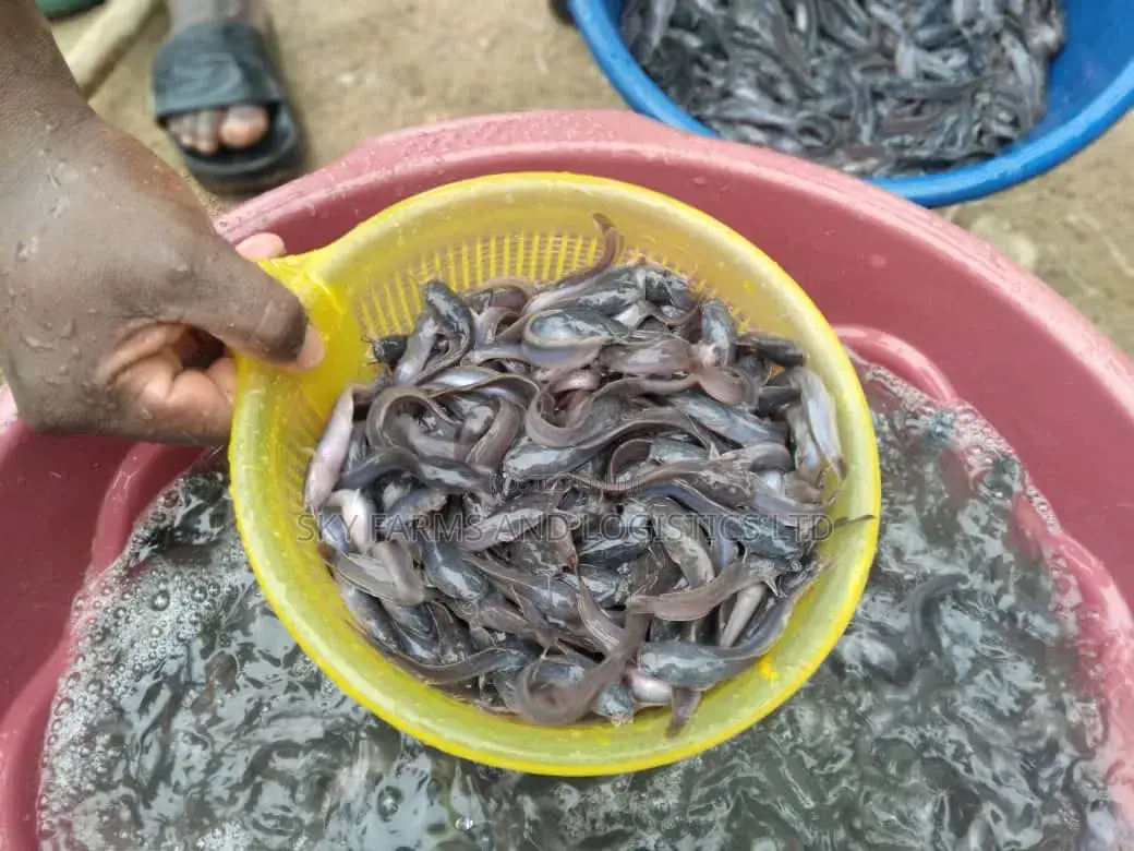 Catfish Juvenile, Post Juveniles, Jumbo,Post (Clarias Breed)