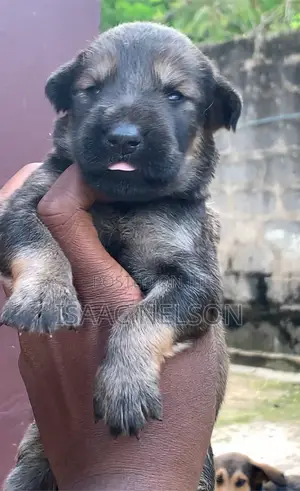 0-1 month Female Purebred Boerboel