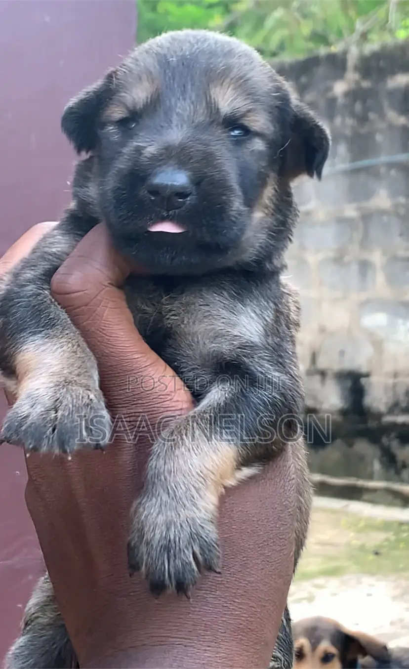 0-1 month Female Purebred Boerboel