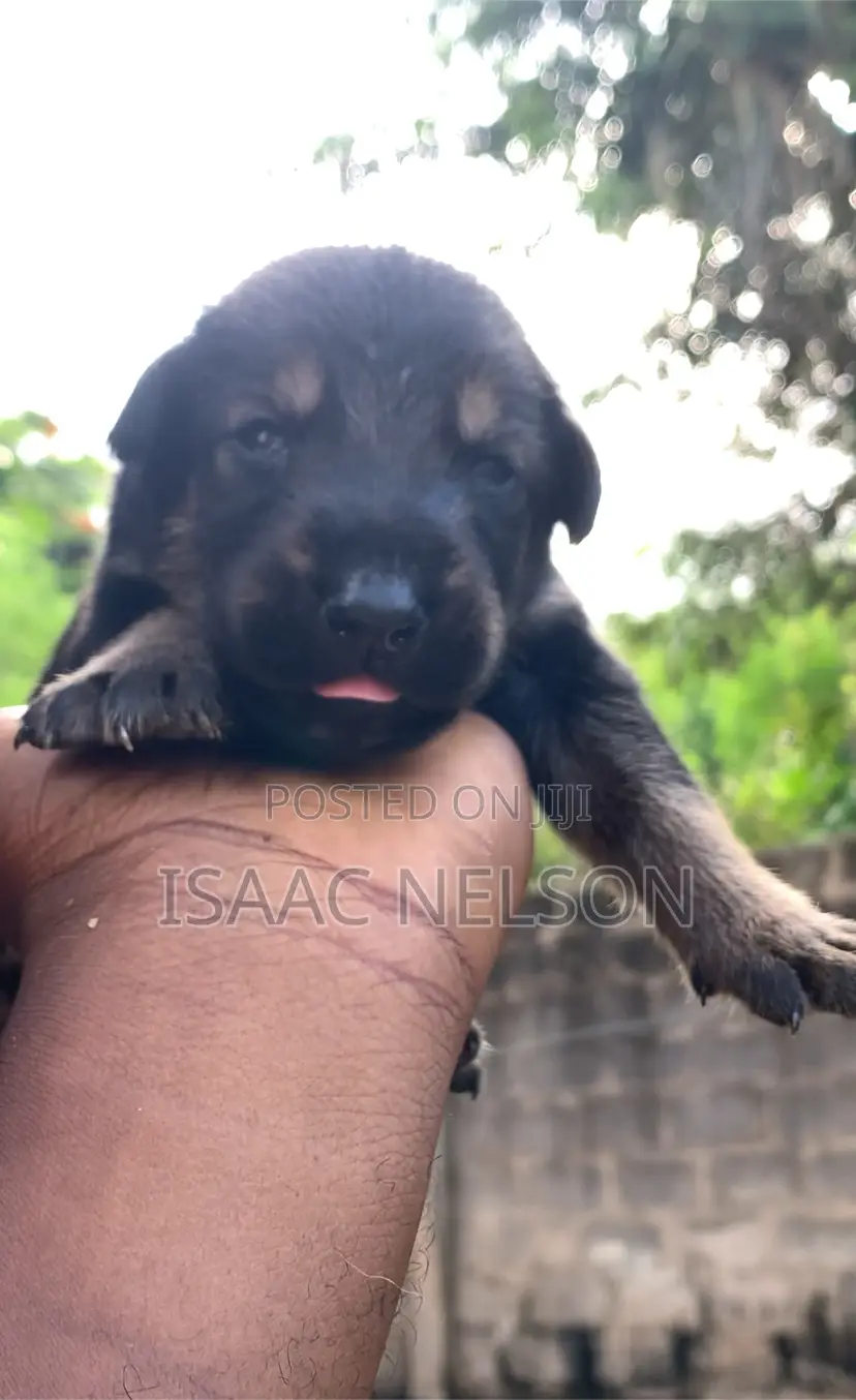 0-1 month Female Purebred Boerboel