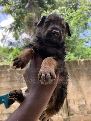 0-1 month Female Purebred Boerboel