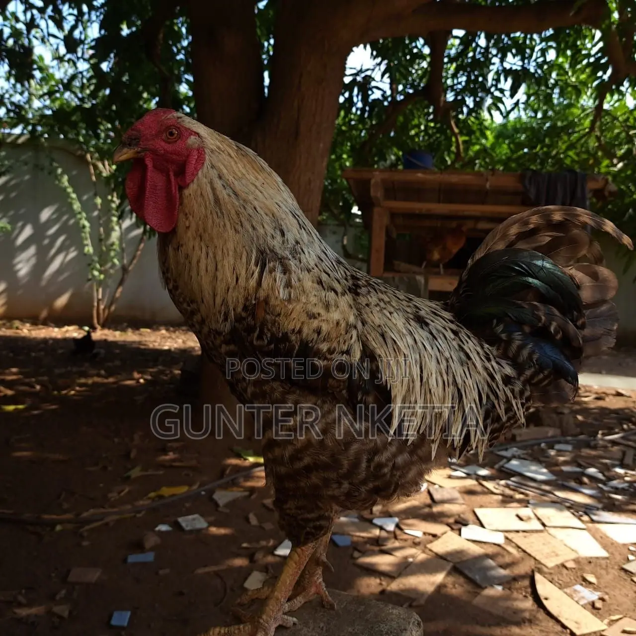 Hybrid and Local Birds