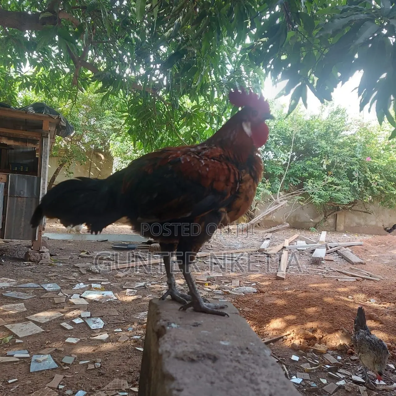 Hybrid and Local Birds