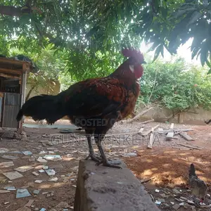 Hybrid and Local Birds