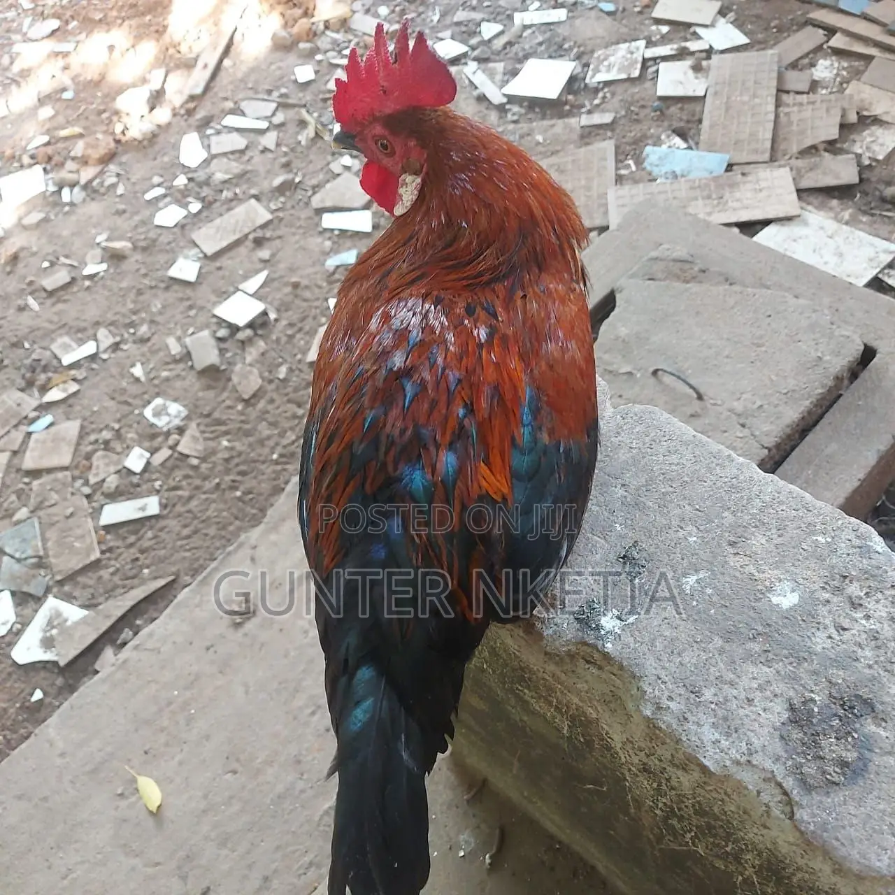 Hybrid and Local Birds